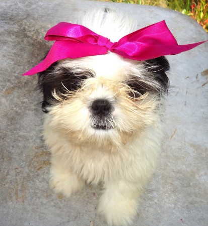 Data de nascimento 25/12/11. Vermifugação completa e com as 2 primeiras vacinas .