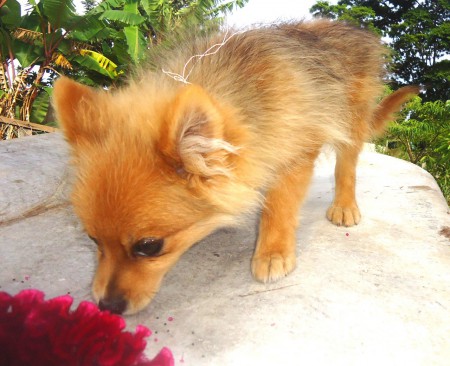 Data de nascimento 02/12/11. Vermifugção completa e 3 vacinas 