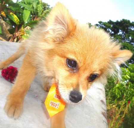 Você pode adicionar uma descrição aqui