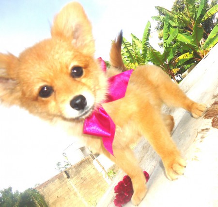 Data d nascimento 02/12/11. Vermifugação completa e 3 vacinas