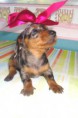 /album/basset-arlequim-/dsc03033-jpg1/