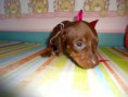 /album/basset-arlequim-/dsc03044-jpg1/