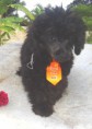 /album/poodle-/dsc02983-jpg1/