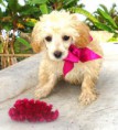 /album/poodle-/dsc02972-jpg1/