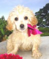 /album/poodle-/dsc02973-jpg1/